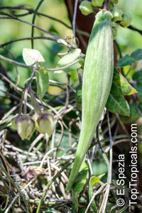Funastrum elegans, Sarcostemma elegans, Climbing Milkweed