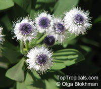 Globularia x indubia, Globe Daisy

Click to see full-size image