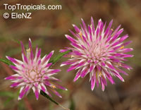 Gomphrena canescens, Pink Billy Buttons

Click to see full-size image