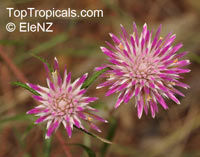 Gomphrena canescens, Pink Billy Buttons

Click to see full-size image