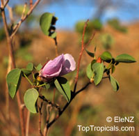 Gossypium sturtianum, Sturt's Desert Rose

Click to see full-size image
