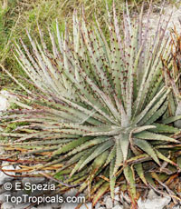 Hechtia sp., False Agave

Click to see full-size image
