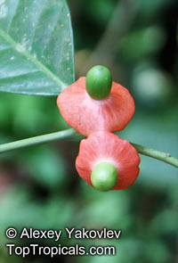 Heisteria acuminata, Heisteria pallida, Sombrerito

Click to see full-size image