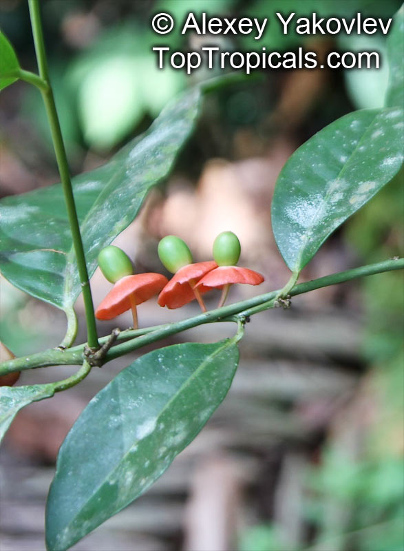 Heisteria acuminata, Heisteria pallida, Sombrerito