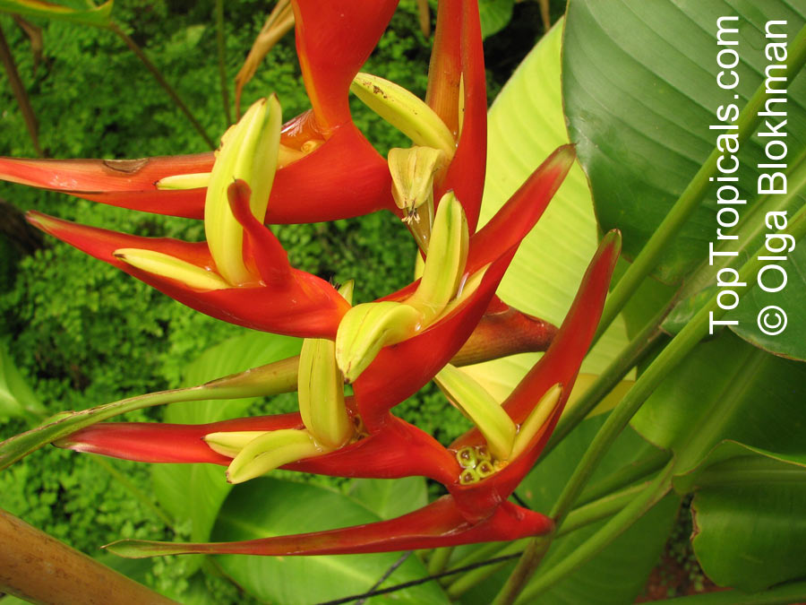 Heliconia sp., Heliconia, Lobster Claw.