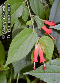 Helicteres guazumifolia, Helicteres

Click to see full-size image