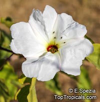 Ipomoea arborescens, Tree Morning Glory, Nahuatl, Ozote, Palo Blanco

Click to see full-size image