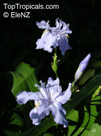 Iris sp. (Beardless irises), Beardless Irises, Water Irises

Click to see full-size image
