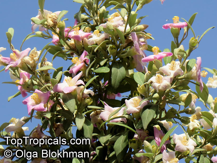 Lagunaria patersonia, Hibiscus patersonia, Laguna squamea, Primrose Tree, Cow Itch Tree