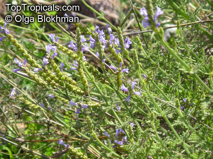 Lavandula pubescens, Downy Lavender