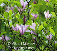 Magnolia sp., Magnolia hybrid

Click to see full-size image