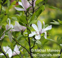 Magnolia sp., Magnolia hybrid

Click to see full-size image