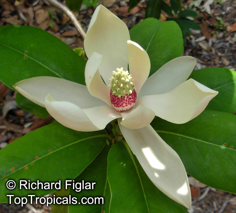 Magnolia sp., Magnolia hybrid. Magnolia tamaulipana