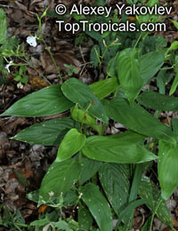 Maranta arundinacea, West Indian Arrowroot, Obedience Plant

Click to see full-size image