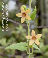 Matelea sp.

Click to see full-size image