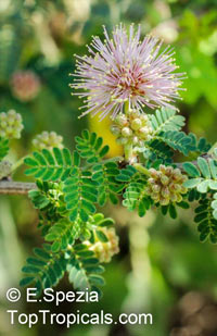 Mimosa borealis, Fragrant Mimosa, Pink Mimosa

Click to see full-size image