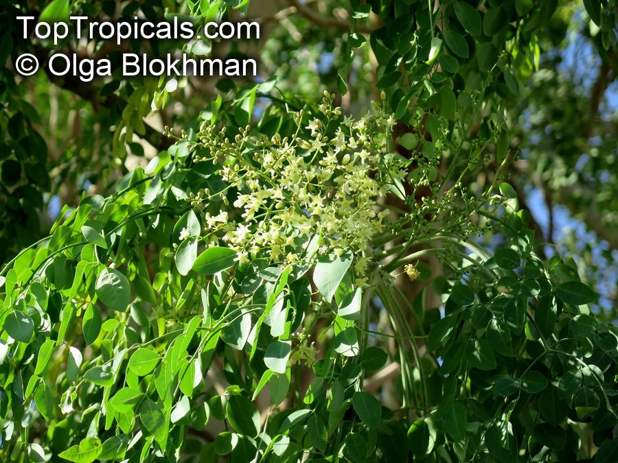 Moringa stenopetala, Horseradish tree, Haleko