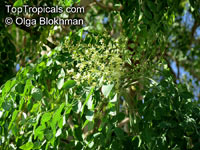 Moringa stenopetala, Horseradish tree, Haleko

Click to see full-size image