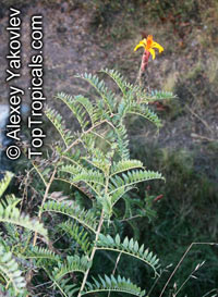 Mutisia acuminata, Mutisia, Chinchircuma 

Click to see full-size image