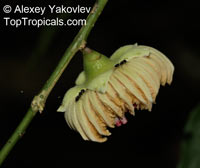 Napoleonaea vogelii, Napoleons Hat

Click to see full-size image