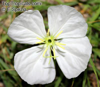Oenothera sp., Evening Primrose, Suncups, Sundrops

Click to see full-size image