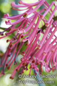 Oreocallis grandiflora, Embothrium grandiflorum, Oreocallis, Cucharilla

Click to see full-size image