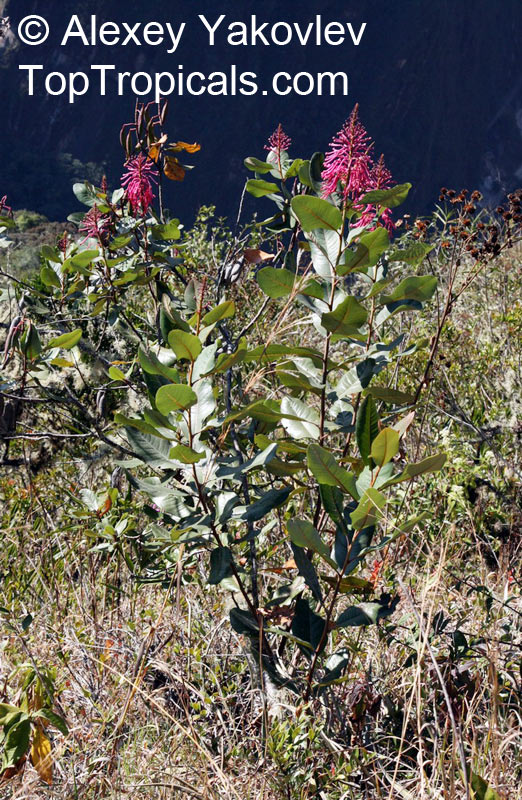 Oreocallis grandiflora, Embothrium grandiflorum, Oreocallis, Cucharilla