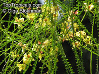 Parkinsonia aculeata, Jerusalem Thorn

Click to see full-size image