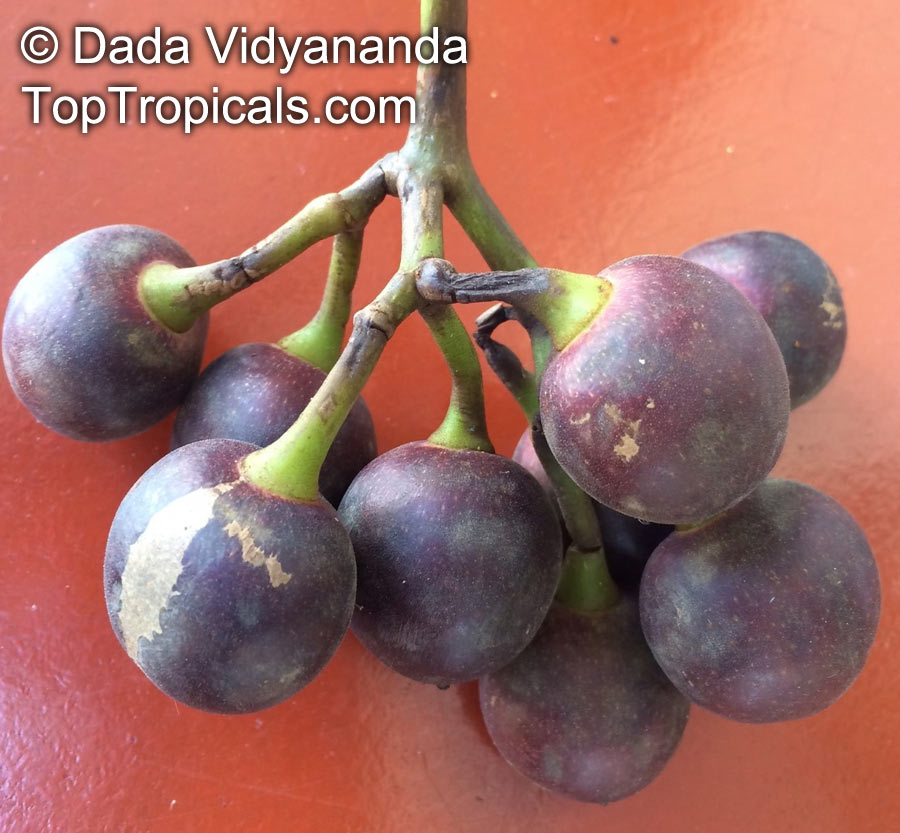 Pourouma cecropiifolia, Pourouma multifida, Amazon Grape, Amazon Tree-grape, Uvilla