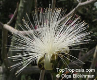 Pseudobombax ellipticum, Bombax ellipticum, Shaving Brush Tree