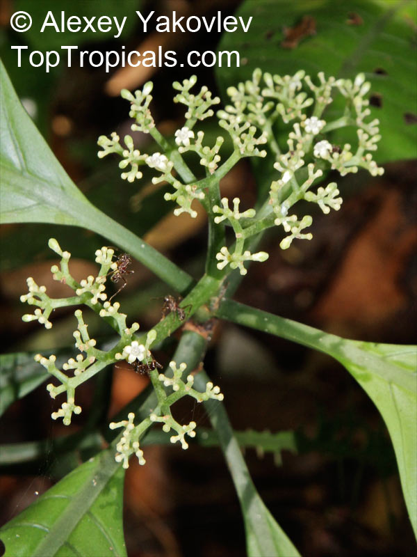 Psychotria sp., Psychotria