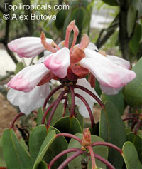 Rhododendron orbiculare, Round-leaved Rhododendron

Click to see full-size image