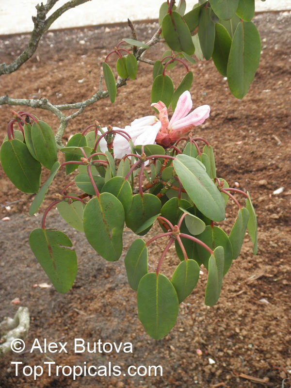 Rhododendron orbiculare, Round-leaved Rhododendron