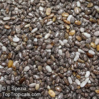 Salvia hispanica, Chia

Click to see full-size image