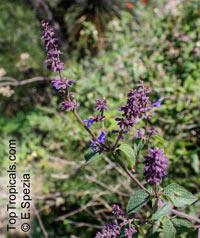 Salvia sp., Garden Sage

Click to see full-size image