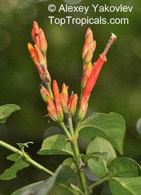 Sanchezia scandens, Steirosanchezia scandens, Sanchezia, Fire Fingers

Click to see full-size image