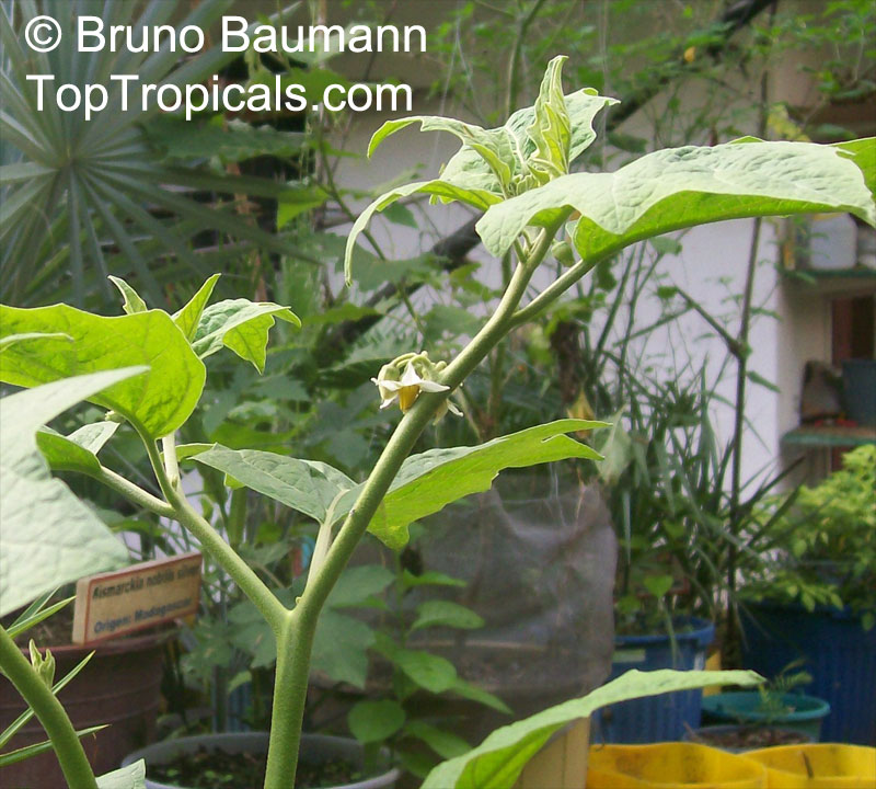 Scarlet eggplant (jiló) full screen, top view. Formerly Solanum gilo, now  considered a group of cultivars of Solanum aethiopicum, is the fruit of the  herbaceous plant Jiloeiro. Cultivated in Brazil. Stock Photo