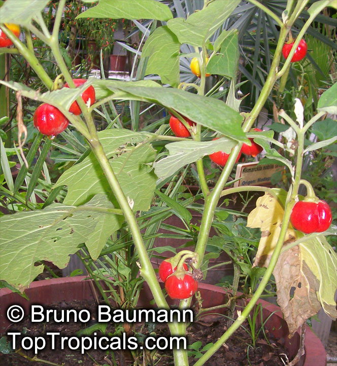 Scarlet eggplant (jiló) full screen, top view. Formerly Solanum gilo, now  considered a group of cultivars of Solanum aethiopicum, is the fruit of the  herbaceous plant Jiloeiro. Cultivated in Brazil. Stock Photo