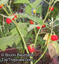 Solanum gilo, Scarlet Eggplant, Gilo, Jilo

Click to see full-size image