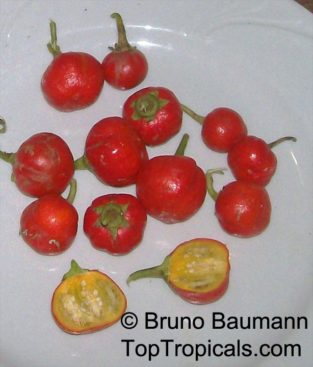 Scarlet eggplant (jiló) full screen, top view. Formerly Solanum gilo, now  considered a group of cultivars of Solanum aethiopicum, is the fruit of the  herbaceous plant Jiloeiro. Cultivated in Brazil. Stock Photo