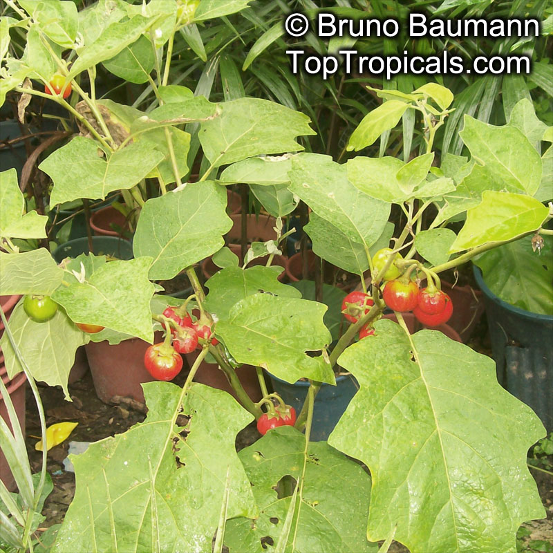 Solanum gilo, Scarlet Eggplant, Gilo, Jilo