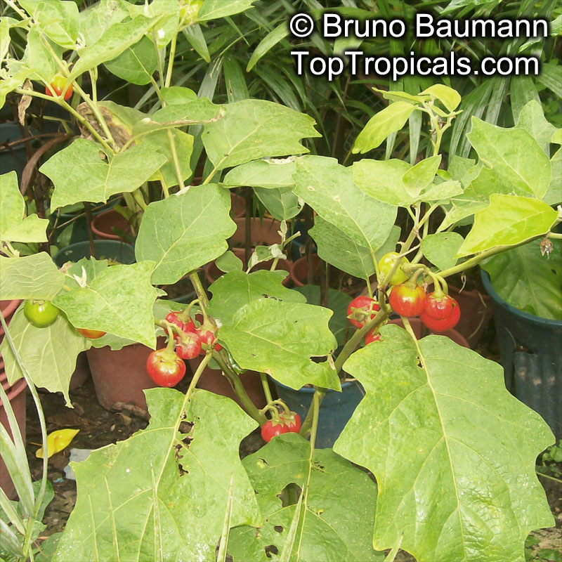 Scarlet eggplant (jiló) full screen, top view. Formerly Solanum gilo, now  considered a group of cultivars of Solanum aethiopicum, is the fruit of the  herbaceous plant Jiloeiro. Cultivated in Brazil. Stock Photo