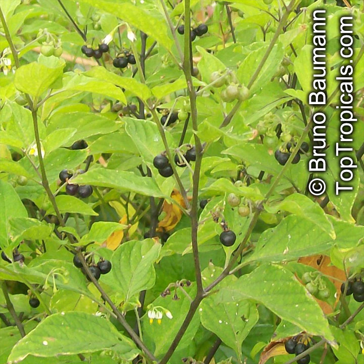 Solanum sp., Solanum