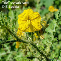 Solanum rostratum, Buffalobur Nightshade, Spiny Nightshade

Click to see full-size image