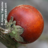 Solanum sp., Solanum

Click to see full-size image