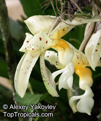 Stanhopea sp., Stanhopea

Click to see full-size image