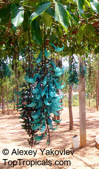 Strongylodon macrobotrys, Turquoise Jade Vine, Blue Jade Vine

Click to see full-size image