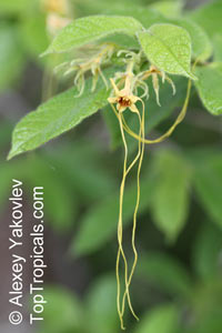 Strophanthus sp., Strophanthus

Click to see full-size image
