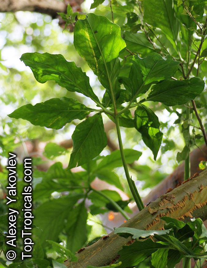 Syngonium podophyllum, Arrowhead vine, Nephthytis, African evergreen
