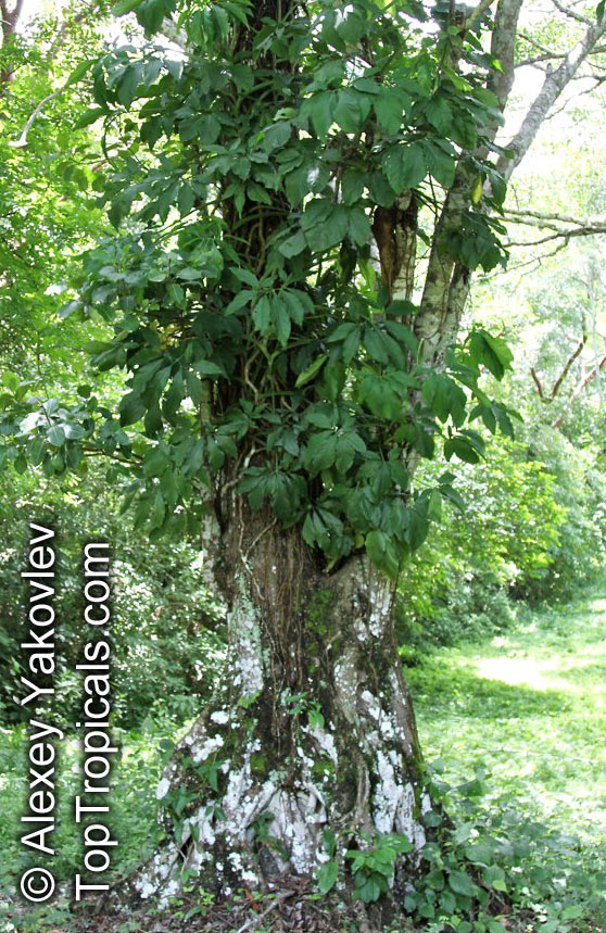 Syngonium podophyllum, Arrowhead vine, Nephthytis, African evergreen